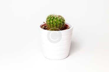 Houseplants of the Month August: Cacti